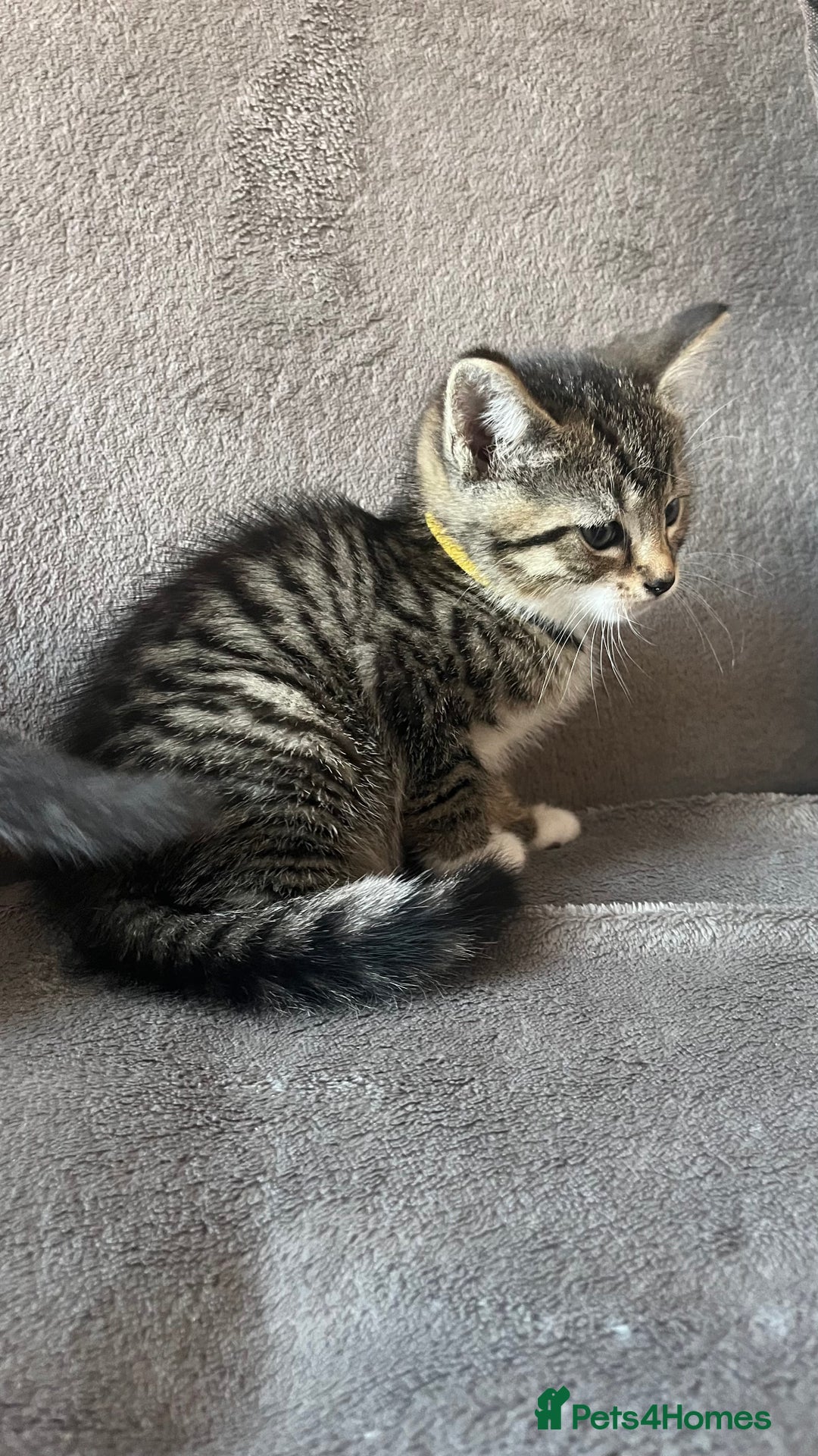 Mixed Breed cats for sale: Kittens - Image 20