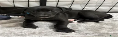 Whippet 2