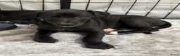 Whippet dogs for sale: KC black with white tip Whippet puppies - Advert 6