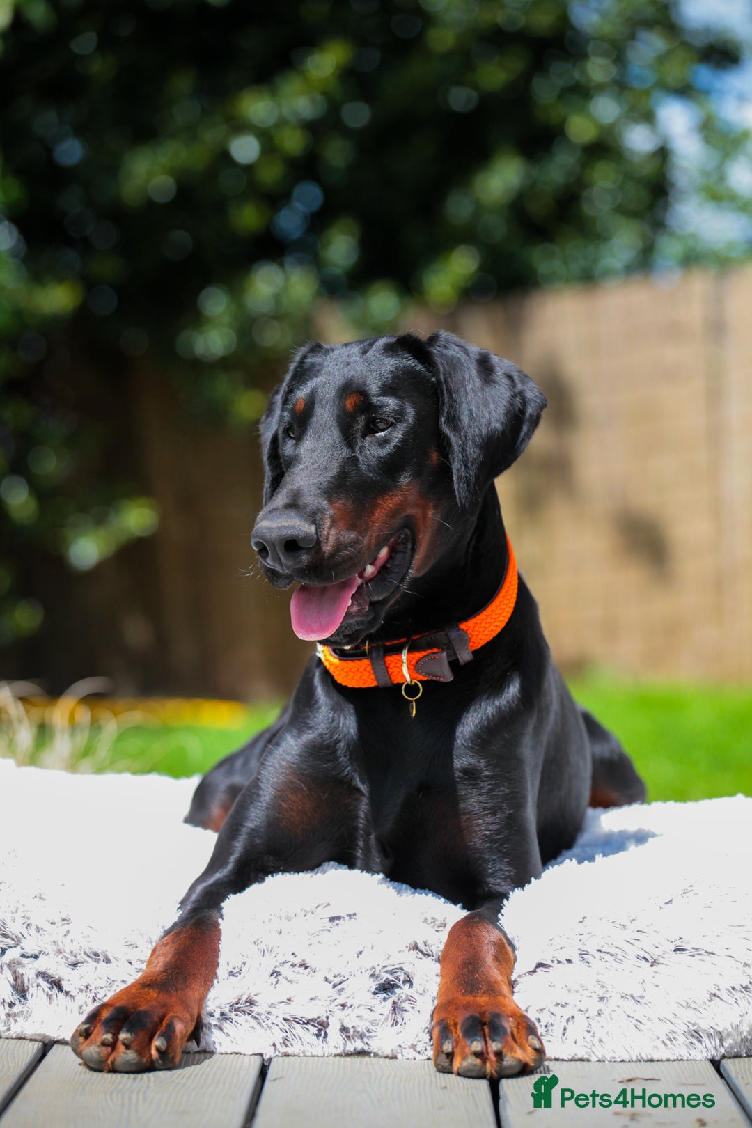 Dobermann dogs for sale: WAITLIST 2026 CEZARBLUE 5 STAR LICENSED ⭐️  - Advert 25