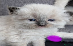 Ragdoll cats for sale: Ragdoll - home reared kittens - Image 2
