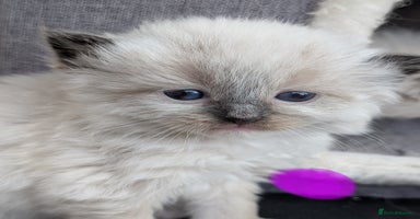 Ragdoll cats - Advert 4