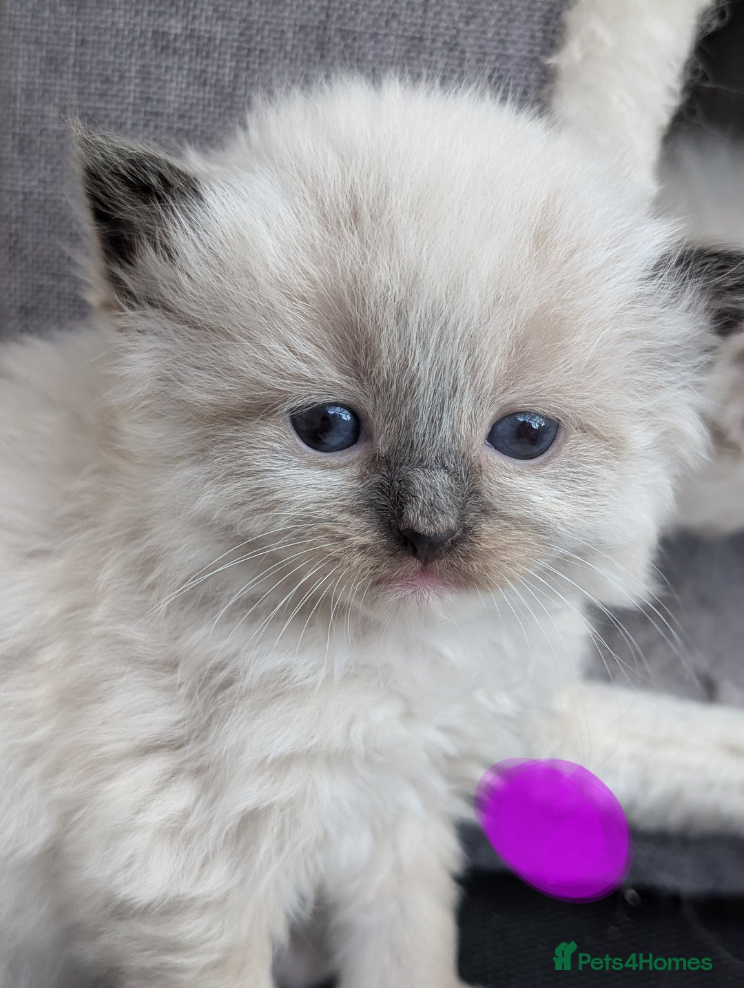 Ragdoll cats for sale: Ragdoll - home reared kittens - Image 2