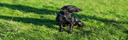 Labrador Retriever dogs for sale: Beautiful 7 year old female Labrador retriever  - Advert 6