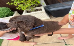 Mixed Breed dogs for sale: Beautiful cockapooXspringer puppies - Image 12