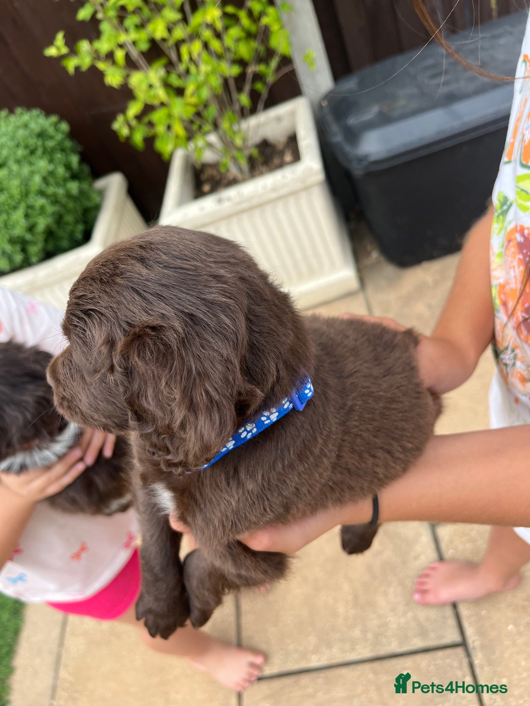 Mixed Breed dogs for sale: Beautiful cockapooXspringer puppies - Image 12