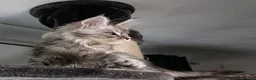 Maine Coon cats for sale: STUNNING PEDIGREE MAINE COON KITTENS - Advert 9