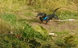 Dachshund dogs for sale: Male Dachshund for sale - Image 2