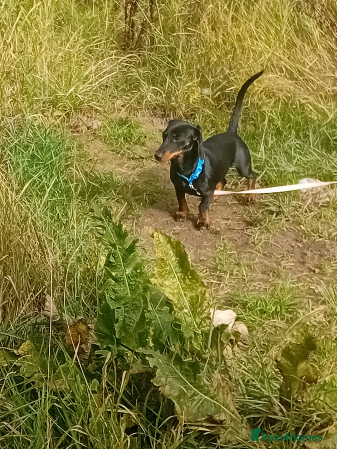 Dachshund dogs for sale: Male Dachshund for sale - Image 2