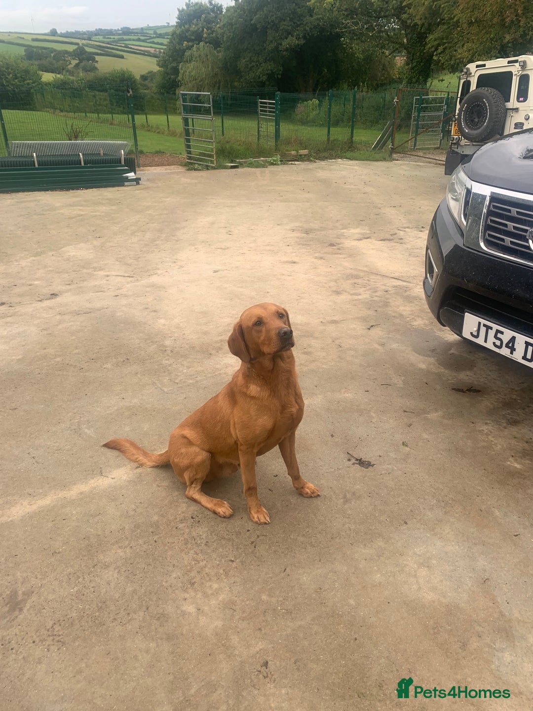 Labrador Retriever dogs for sale: Yellow and black lab puppies - Advert 3