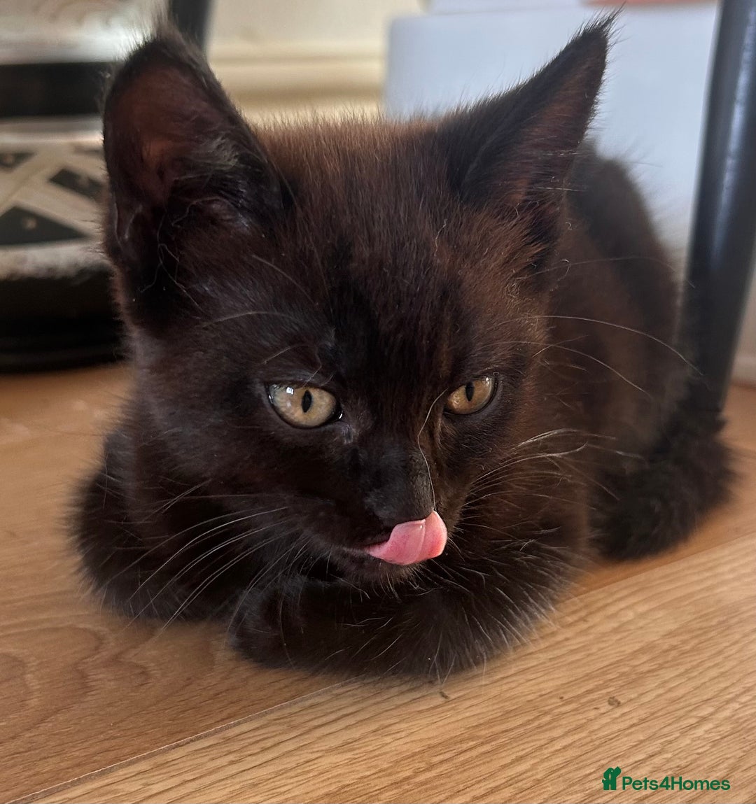 Maine Coon cats for sale: *ready now* Beautiful big Maine coon x BSH kittens - Image 7