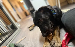 Belgian Shepherd Dog dogs for sale: Shadow a 6 months old Belgian shepherd  - Image 6