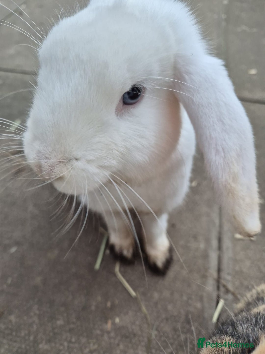 Mixed Breed rabbits for sale: 2 rabbits  - Advert 5