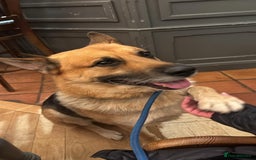 German Shepherd dogs for sale: German Shepherd pups - Image 3