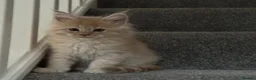 Maine Coon cats for sale: Beautiful Maine Coon kittens for sale. Two boys.🦁 - Advert 7