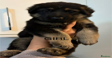 German Shepherd dogs - Advert 16