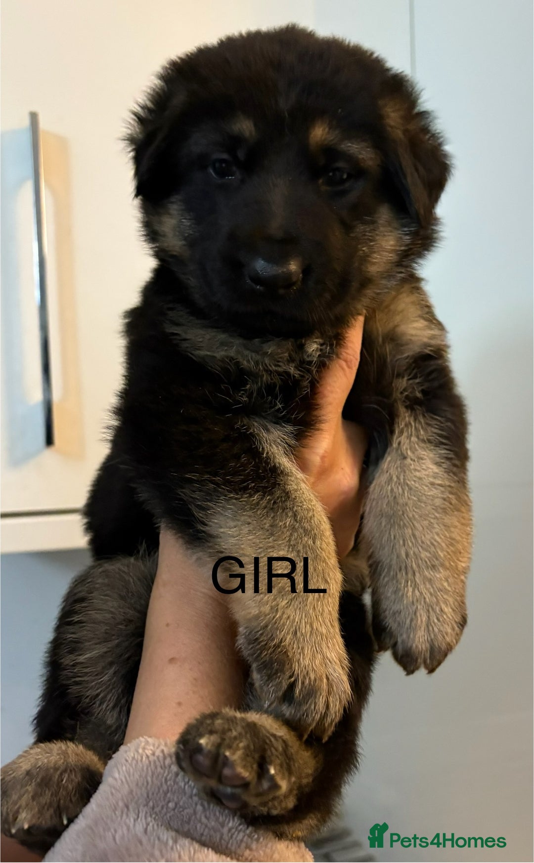 German Shepherd dogs for sale: KC/PEDIGREE GERMAN SHEPHERDS - Image 3