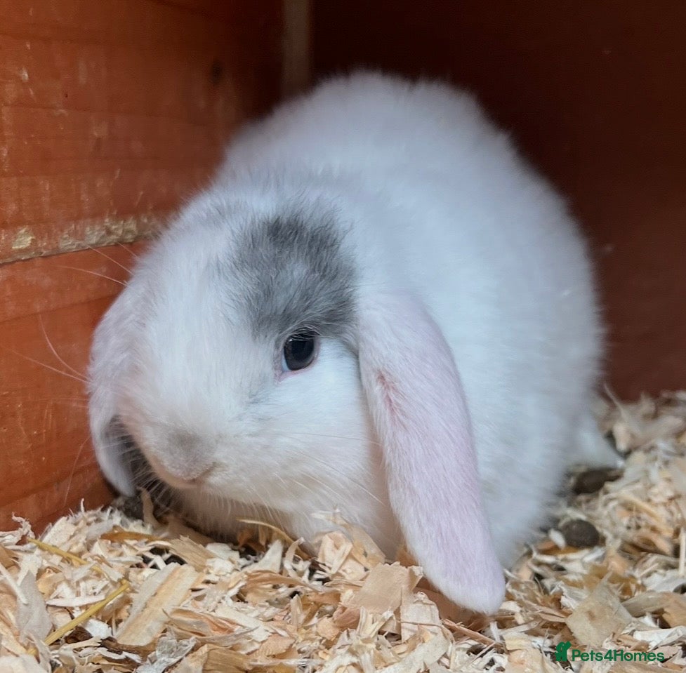 Mini Lop rabbits Mini lop rabbits ready now! 21st December - Advert 19