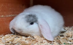 Mini Lop rabbits for sale: Gorgeous mini lops ready now! - Advert 18