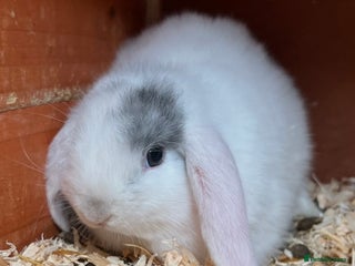 Mini Lop rabbits Mini lop rabbits ready now! 21st December - Advert 19