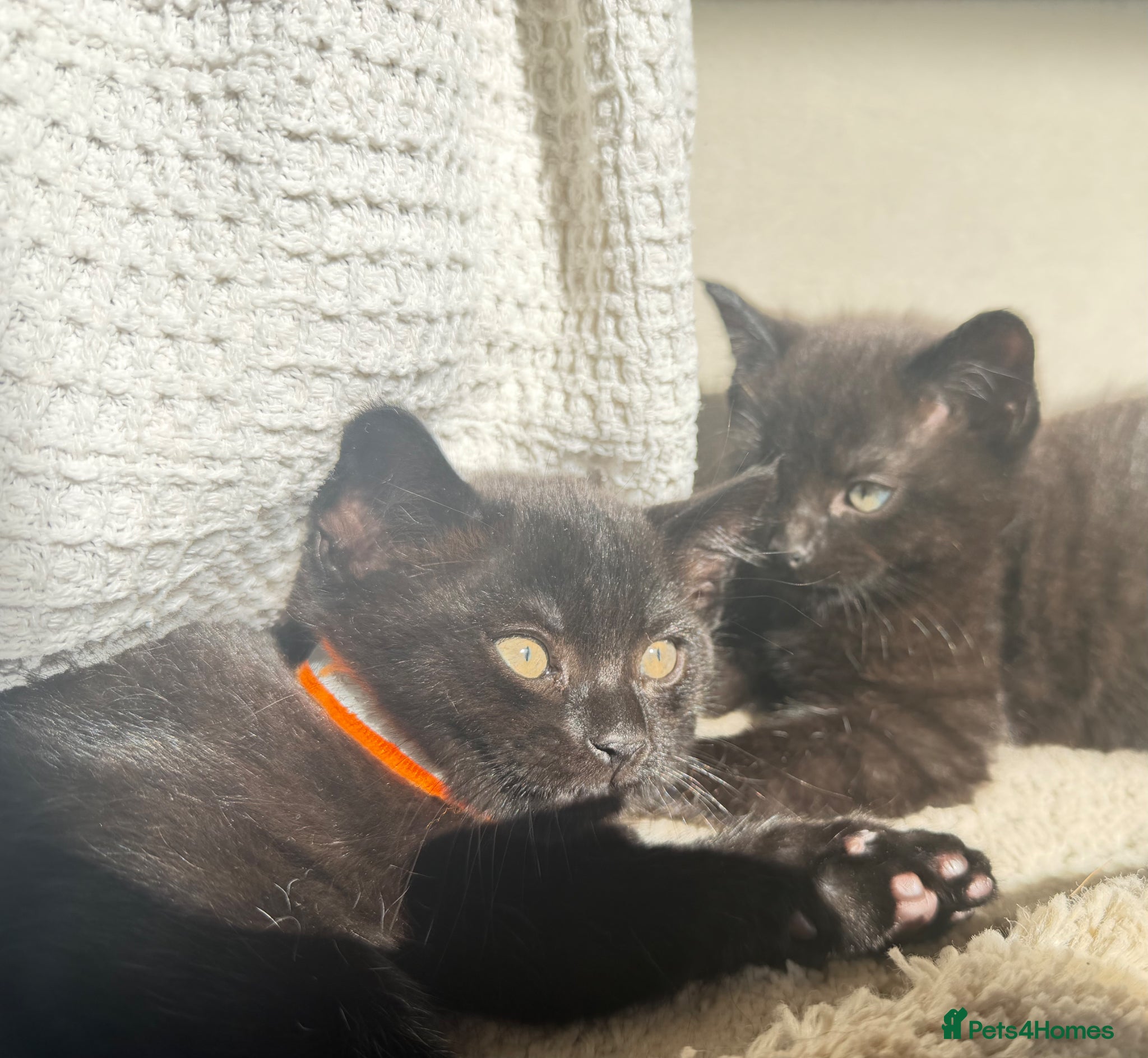 Russian Blue cats for sale: Half Russian Blue Kittens - Advert 11