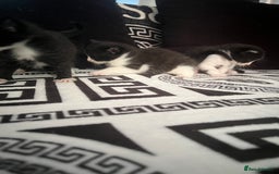 Mixed Breed cats for sale: Toxido kittens  - Image 19