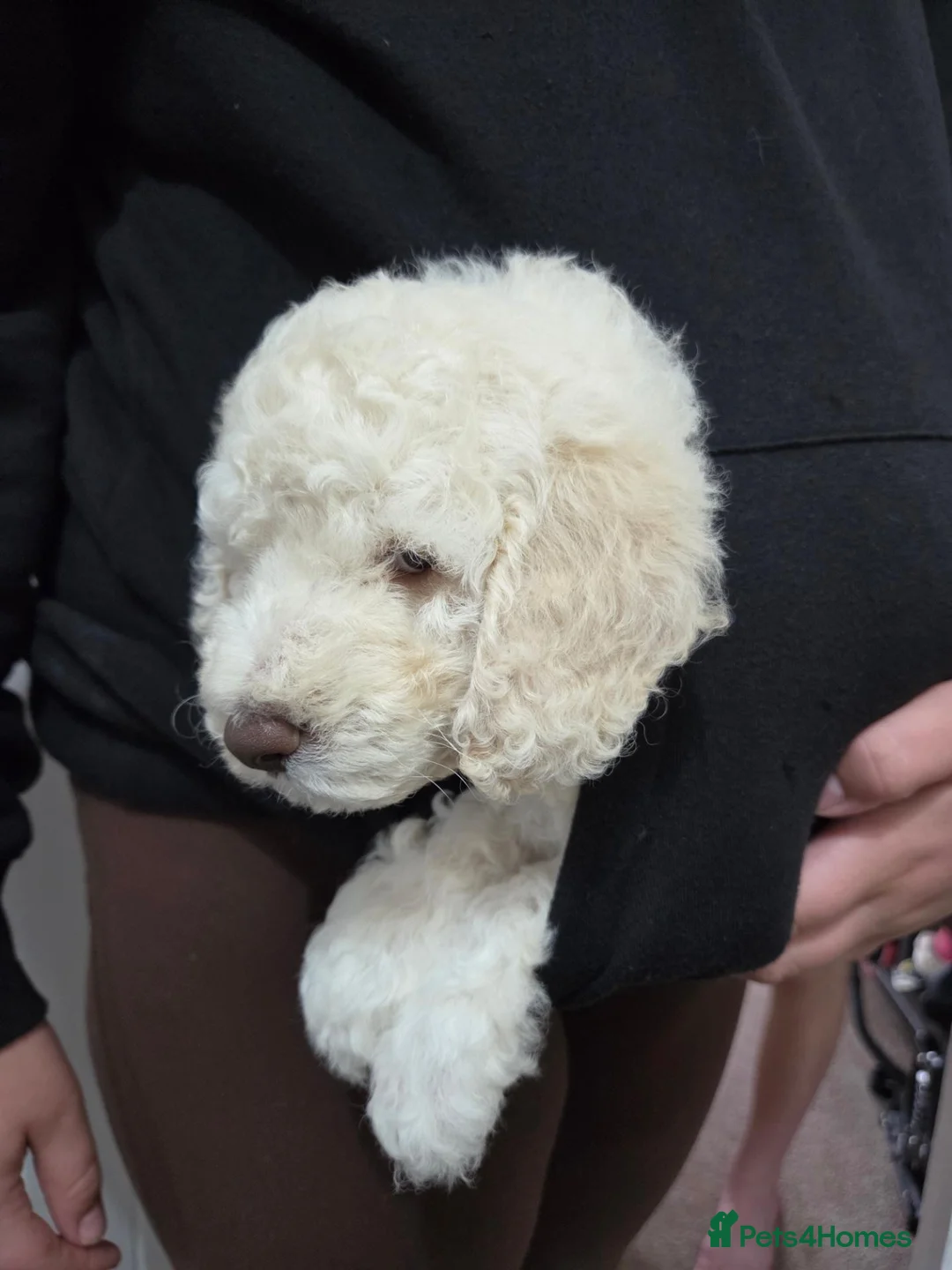 Cockapoo dogs for sale: Cockapoo puppies  - Advert 1
