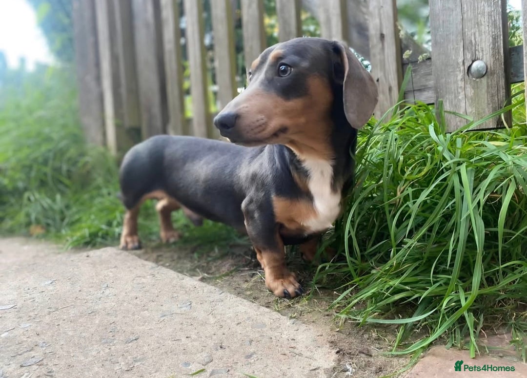 Miniature Dachshund dogs for stud: blue & tan mini dachshund stud carries pink  - Advert 1