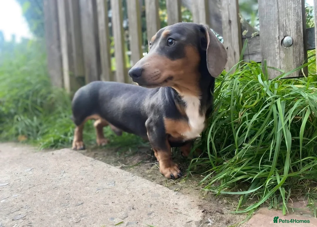 Miniature Dachshund dogs for stud: PINK CARRIER  - Advert 1