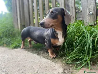 Miniature Dachshund dogs PINK CARRIER - Advert 9