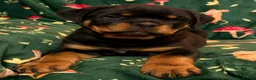 Rottweiler dogs for sale: Beautiful Rottweiler Puppies Available  - Advert 26