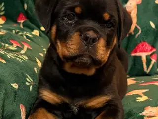 Rottweiler dogs Beautiful Rottweiler Puppies Available - Advert 3