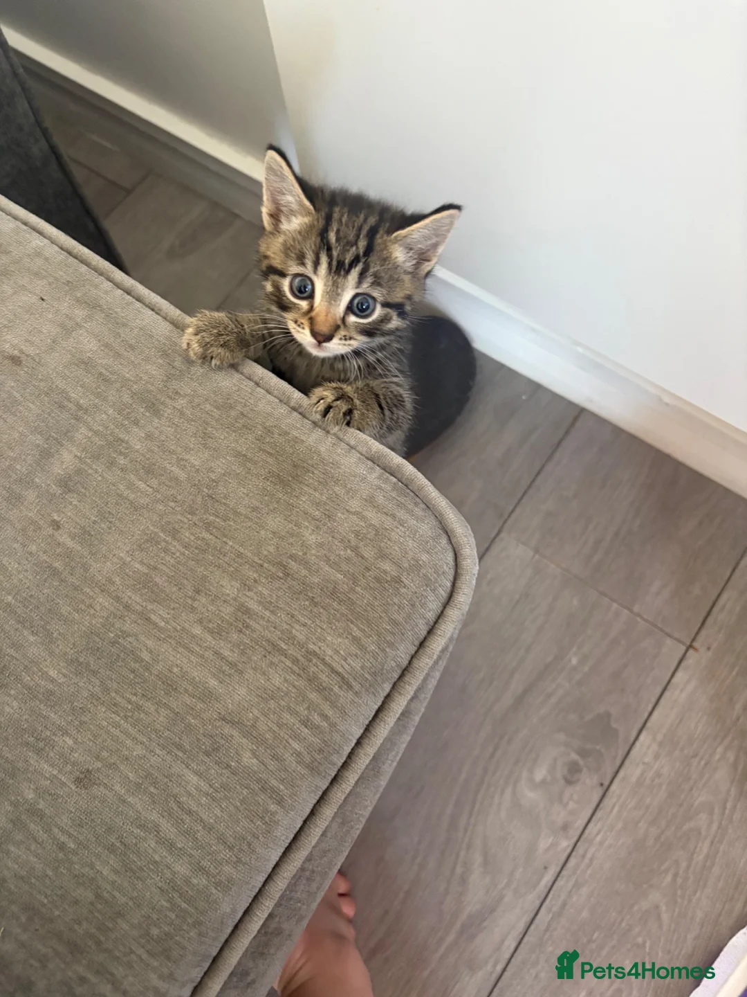 Mixed Breed cats for sale: Kitten for sale - Advert 4