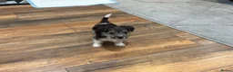 Yorkshire Terrier dogs for sale: Stunning boy Yorkshire terrier puppy  - Advert 10
