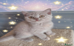British Shorthair cats for sale:  ✨️ Joyful British Shorthair Kittens ✨️ - Image 3