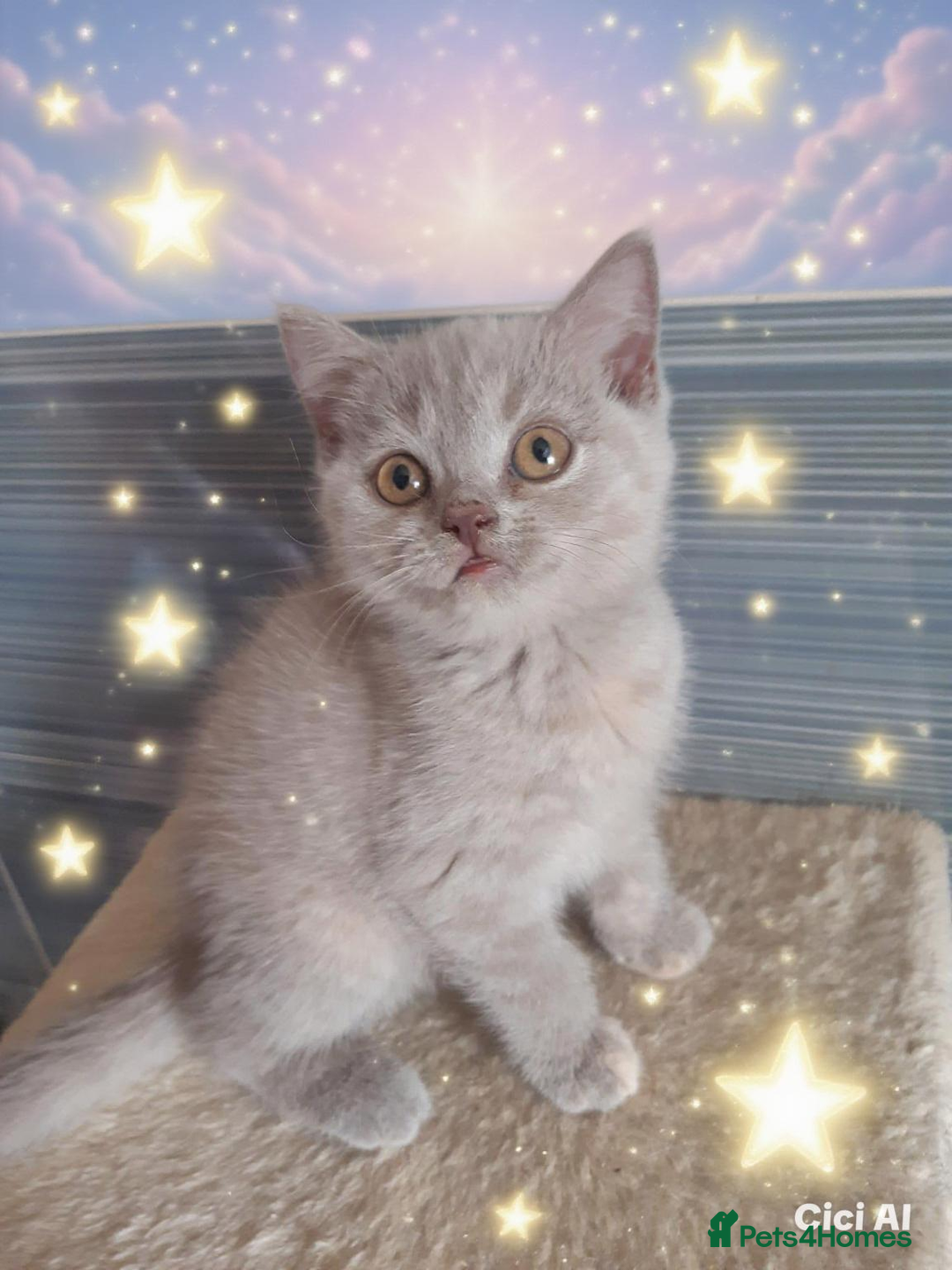British Shorthair cats for sale:  ✨️ Joyful British Shorthair Kittens ✨️ - Image 3