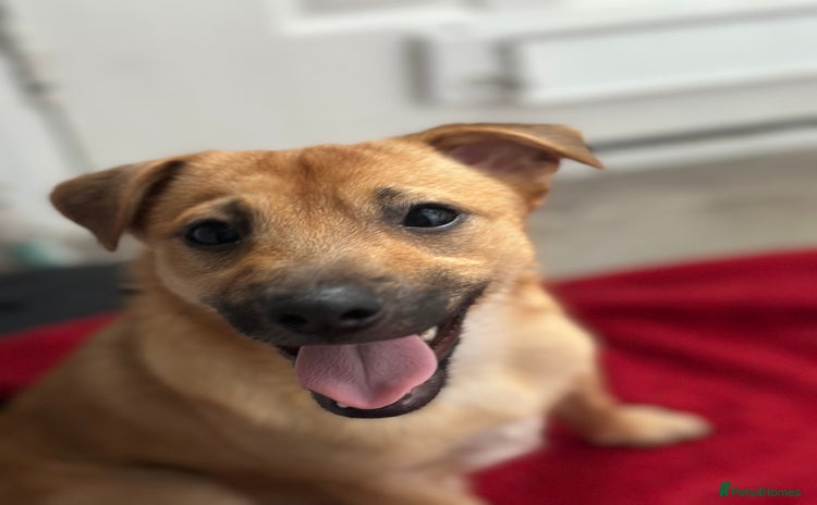 Mixed Breed dogs - Advert 14