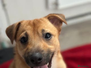 Mixed Breed dogs Young energetic dog needs experienced Owner - Advert 1