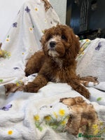 Cockapoo dogs - Advert 9