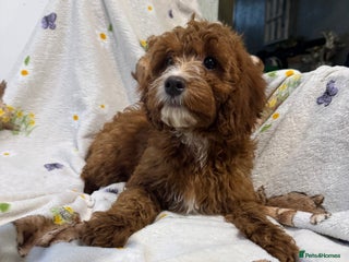 Cockapoo dogs - Advert 2