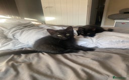 Mixed Breed cats for sale: Three mixed breed kittens - Image 12