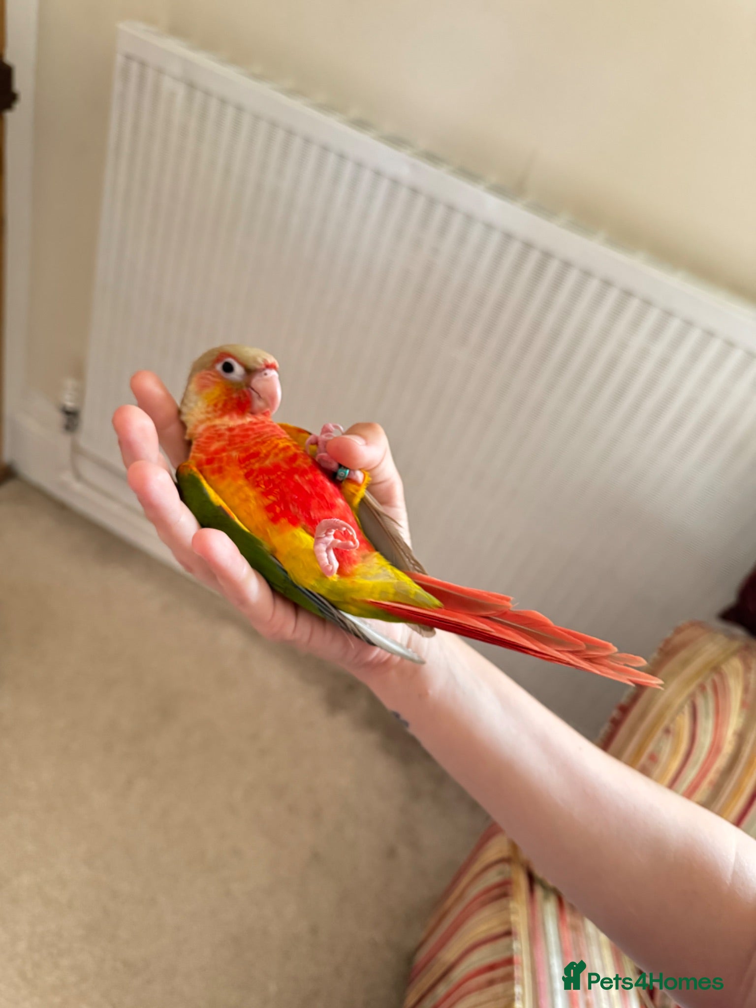 Conures birds Hand Reared Conures For Sale - Advert 2