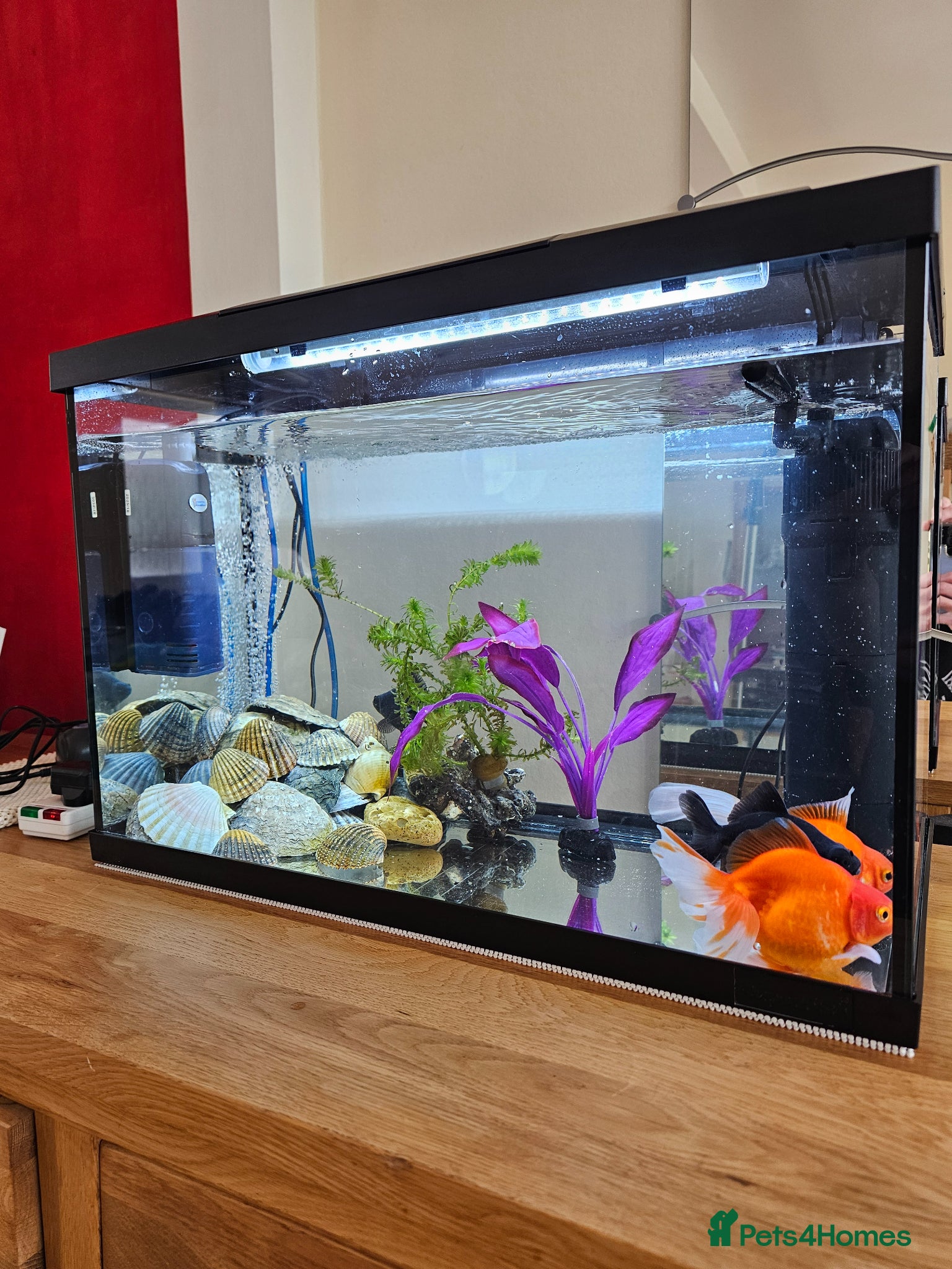 Goldfish fish 4 Happy Goldfish & Complete Setup - Advert 1