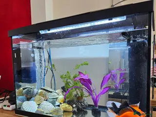 Goldfish fish 4 Happy Goldfish & Complete Setup - Advert 1