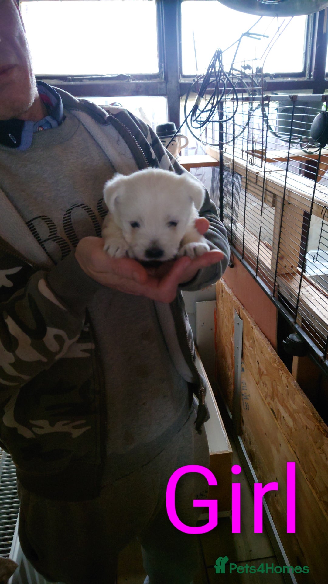 West Highland Terrier dogs for sale: West highland white terrier puppies - Advert 4