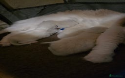 Ragdoll cats for sale: Chunky Ragdoll Kittens - Image 10