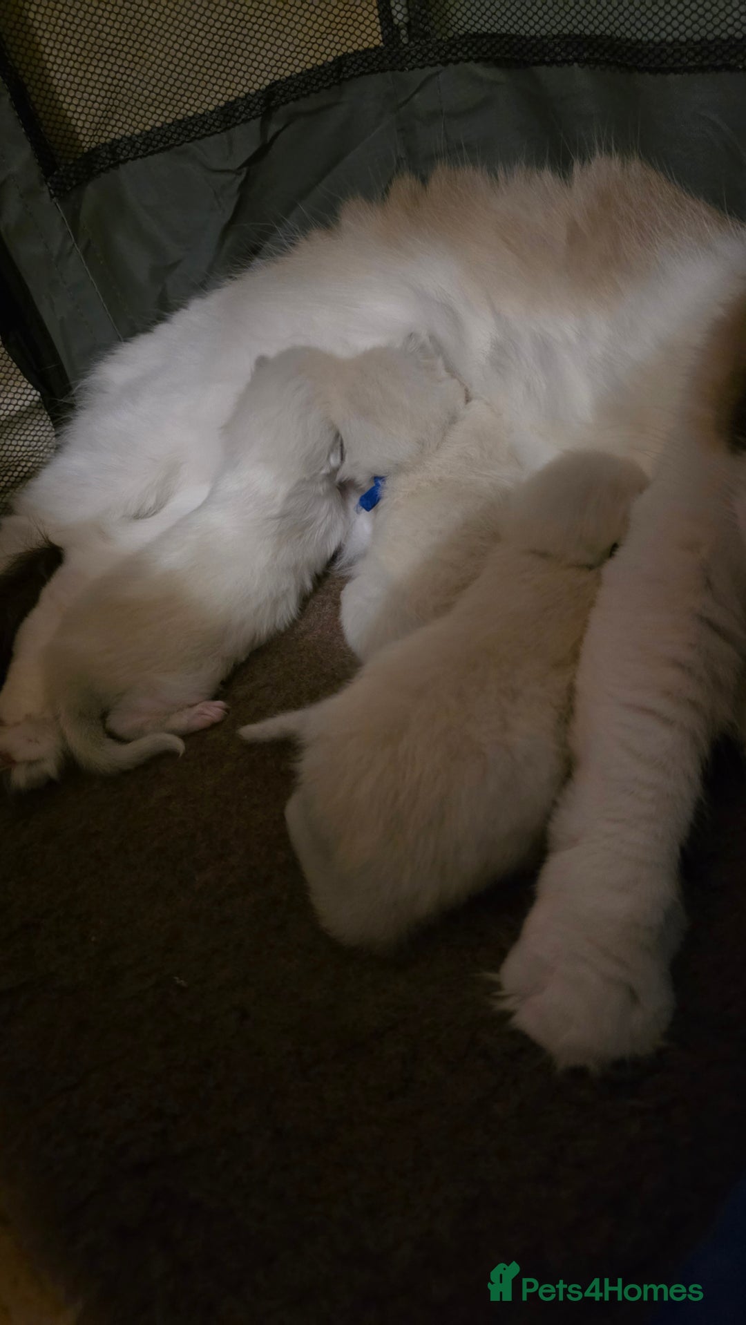 Ragdoll cats for sale: Chunky Ragdoll Kittens - Image 10