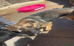 German Shepherd dogs for sale: Loving 17-Month-Old Female German Shepherd - Image 2
