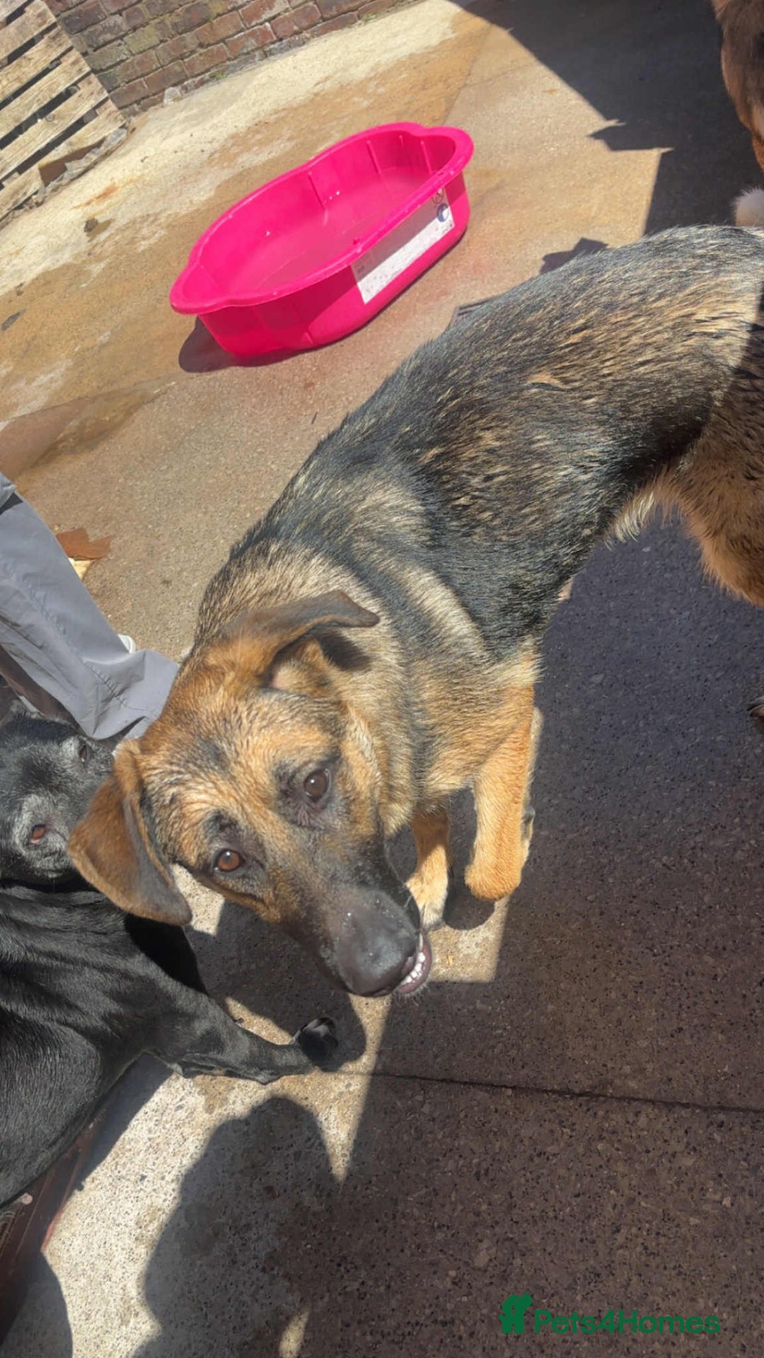 German Shepherd dogs for sale: Loving 17-Month-Old Female German Shepherd - Image 2