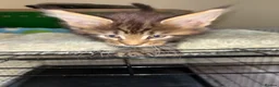 Maine Coon cats for sale: GCCF Maine Coone kittens, tested, vacc, vet check - Advert 11